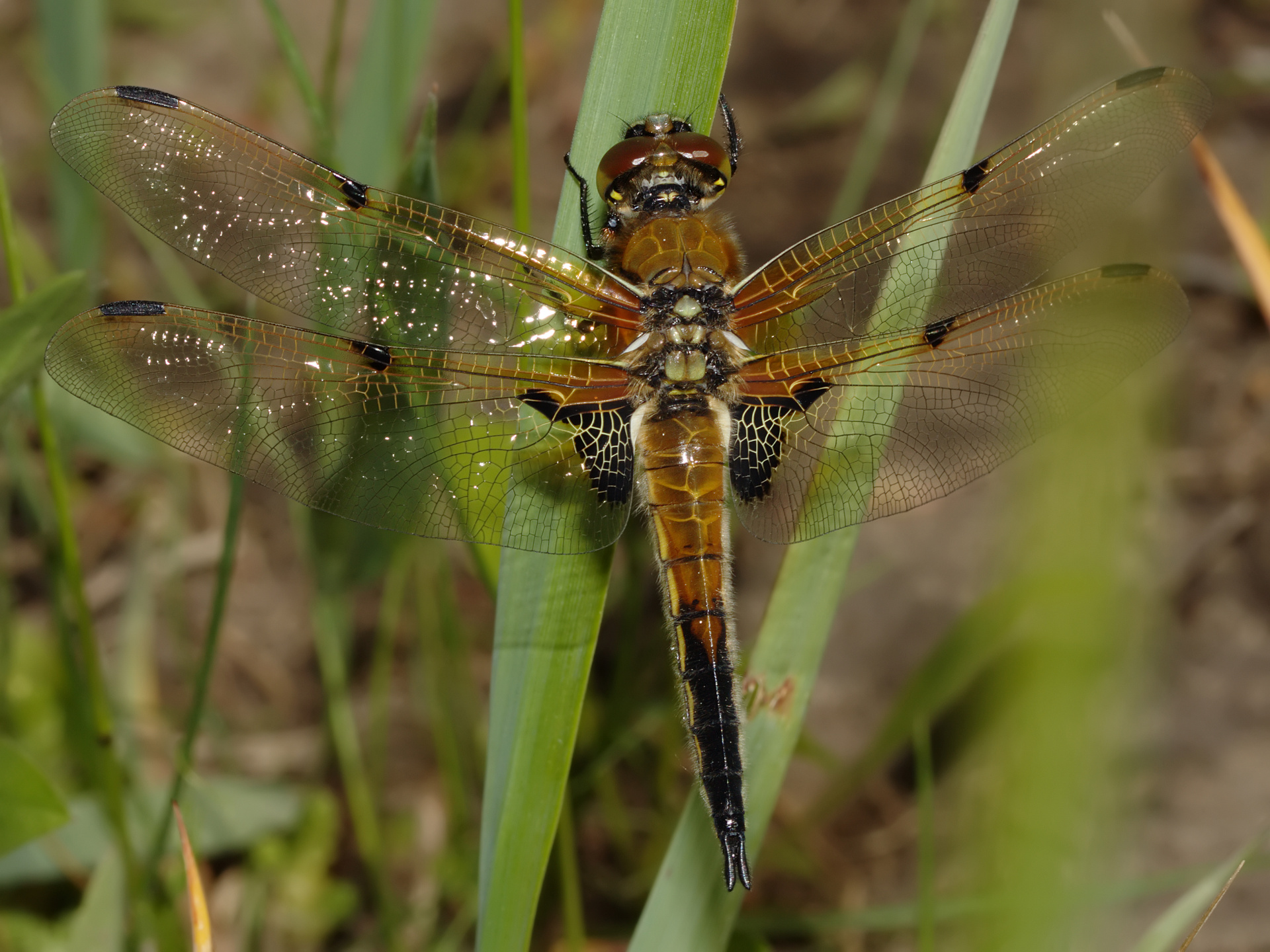Libellula quadrimaculata (Animals » Insects » Dragonflies)