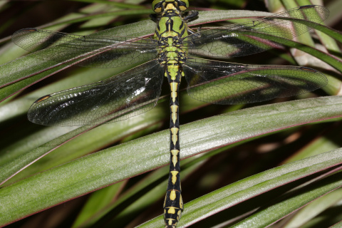 Ophiogomphus cecilia