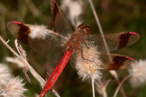 Sympetrum pedemontanum