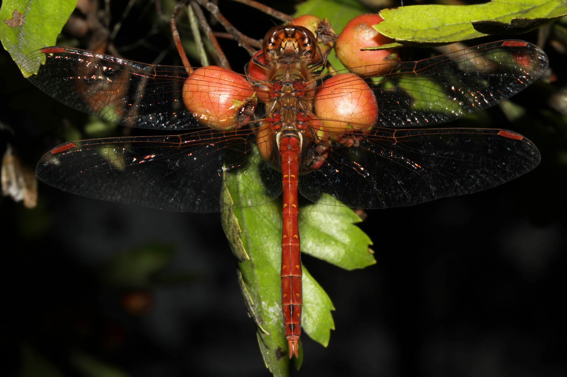 Sympetrum sanguineum (Animals » Insects » Dragonflies)