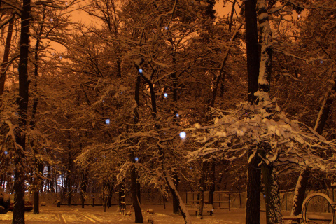 Winter Wonderland