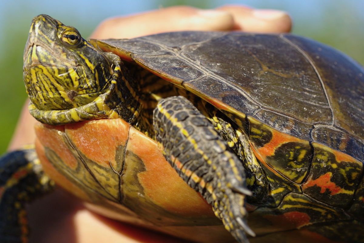 Chrysemys picta (Painted Turtle) (Travels » US Trip 1: Cheyenne Country » Animals)