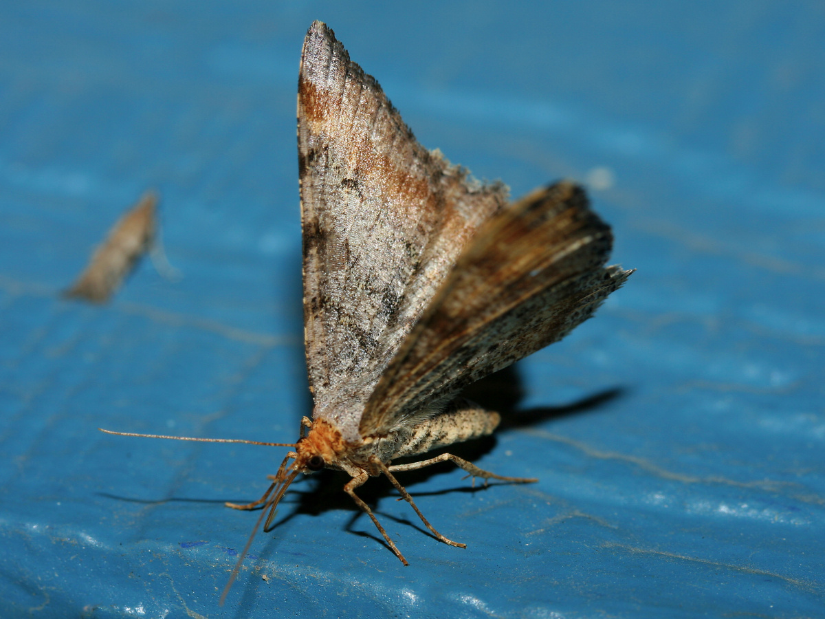 Macaria adonis (Travels » US Trip 1: Cheyenne Country » Animals » Butterfies and Moths » Geometridae)