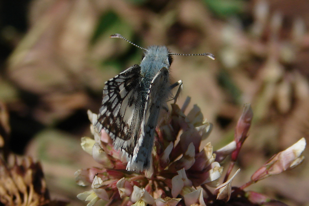 Pyrgus communis (Travels » US Trip 1: Cheyenne Country » Animals » Butterfies and Moths » Hesperidae)