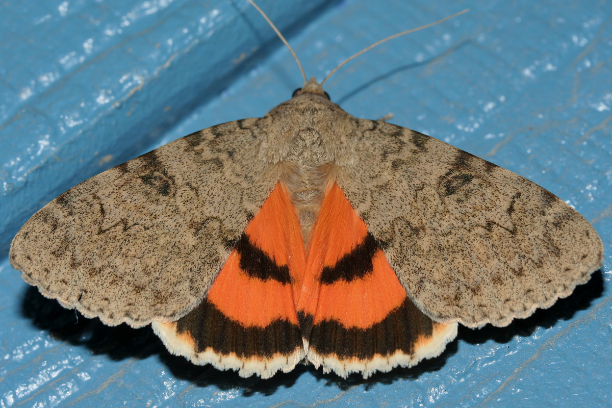 Catocala luciana (Podróże » USA: Na ziemi Czejenów » Zwierzęta » Motyle i ćmy » Noctuidae)