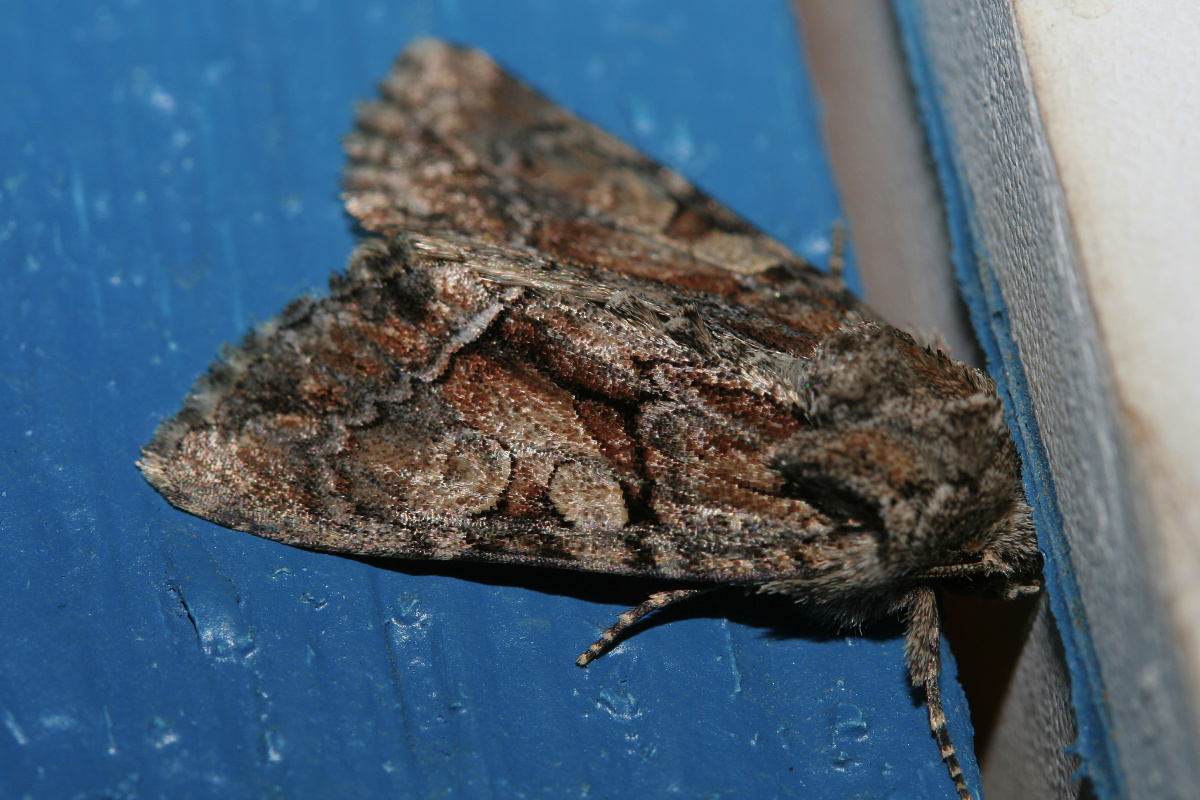 Chytonix divesta (Podróże » USA: Na ziemi Czejenów » Zwierzęta » Motyle i ćmy » Noctuidae)