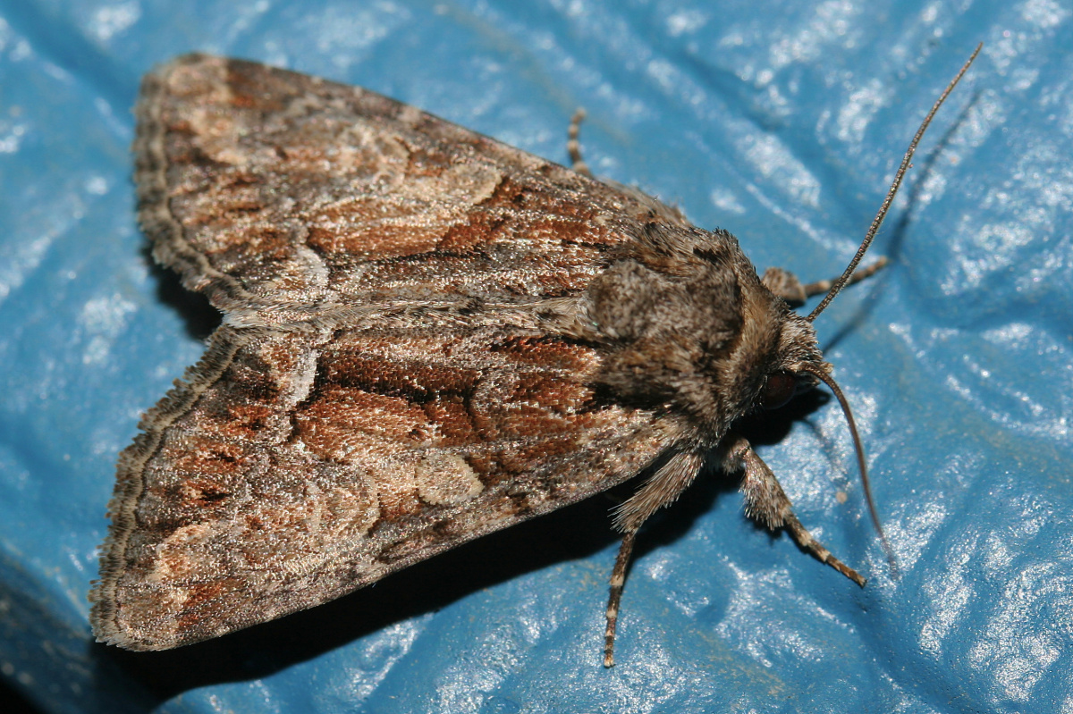 Chytonix divesta (Travels » US Trip 1: Cheyenne Country » Animals » Butterfies and Moths » Noctuidae)