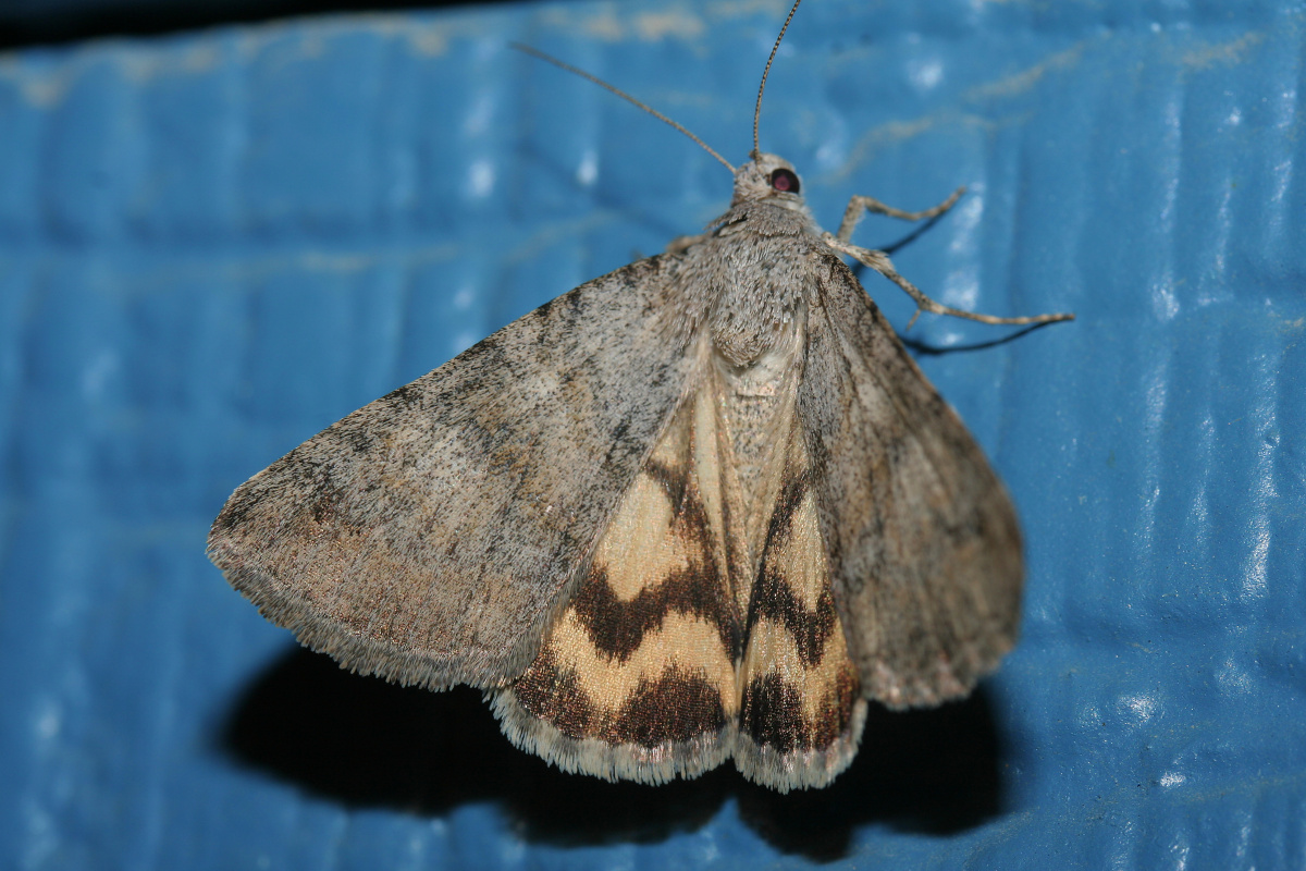 Drasteria sp. (Podróże » USA: Na ziemi Czejenów » Zwierzęta » Motyle i ćmy » Noctuidae)