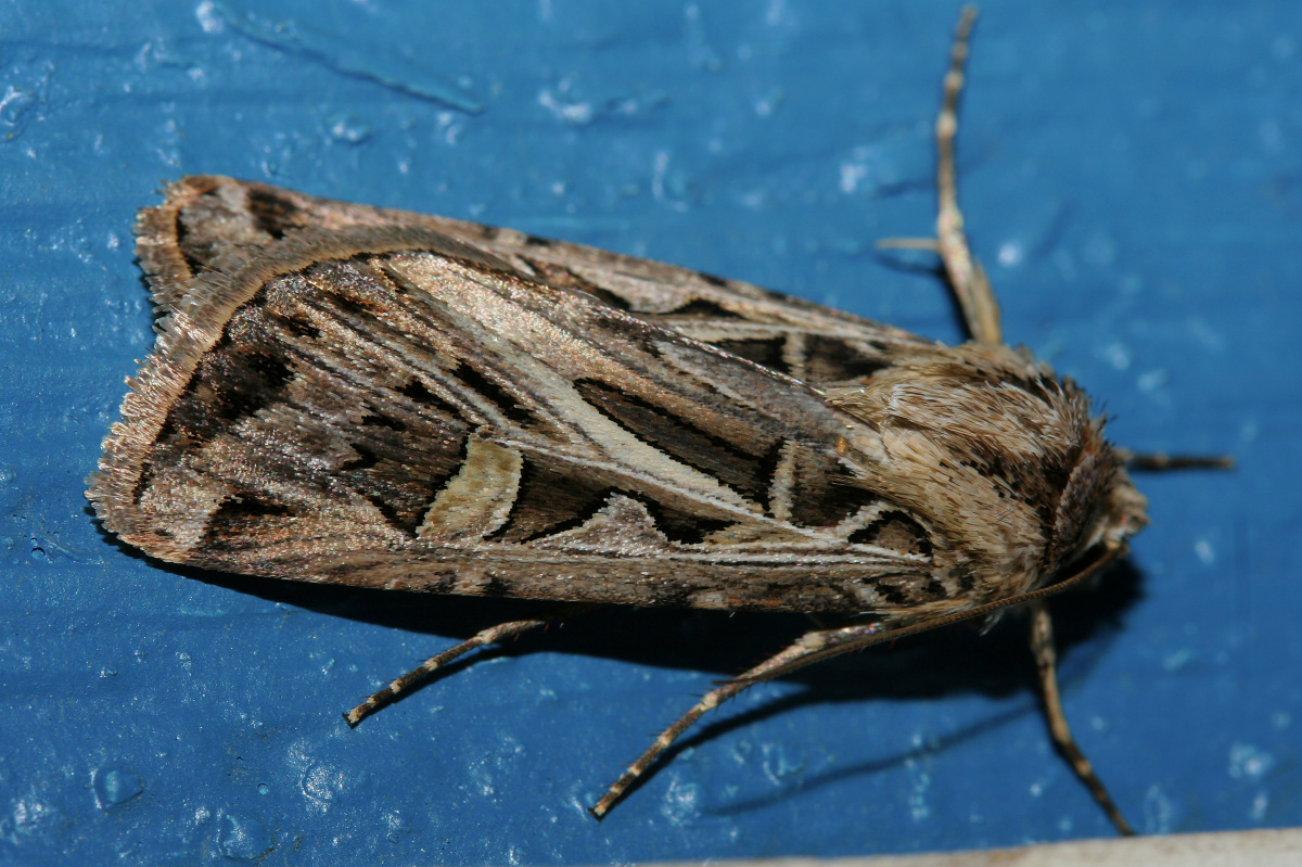 Feltia jaculifera (Travels » US Trip 1: Cheyenne Country » Animals » Butterfies and Moths » Noctuidae)