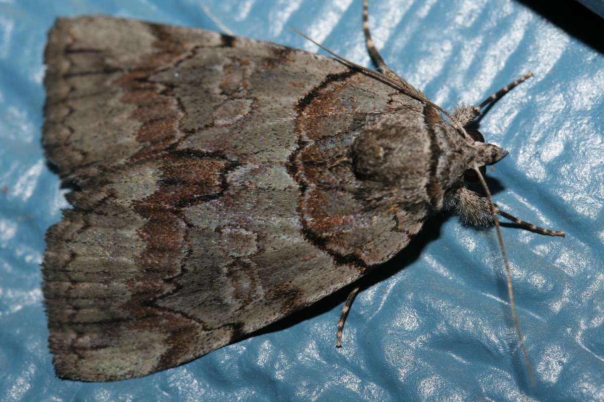 IMG_6887 (Podróże » USA: Na ziemi Czejenów » Zwierzęta » Motyle i ćmy » Noctuidae)