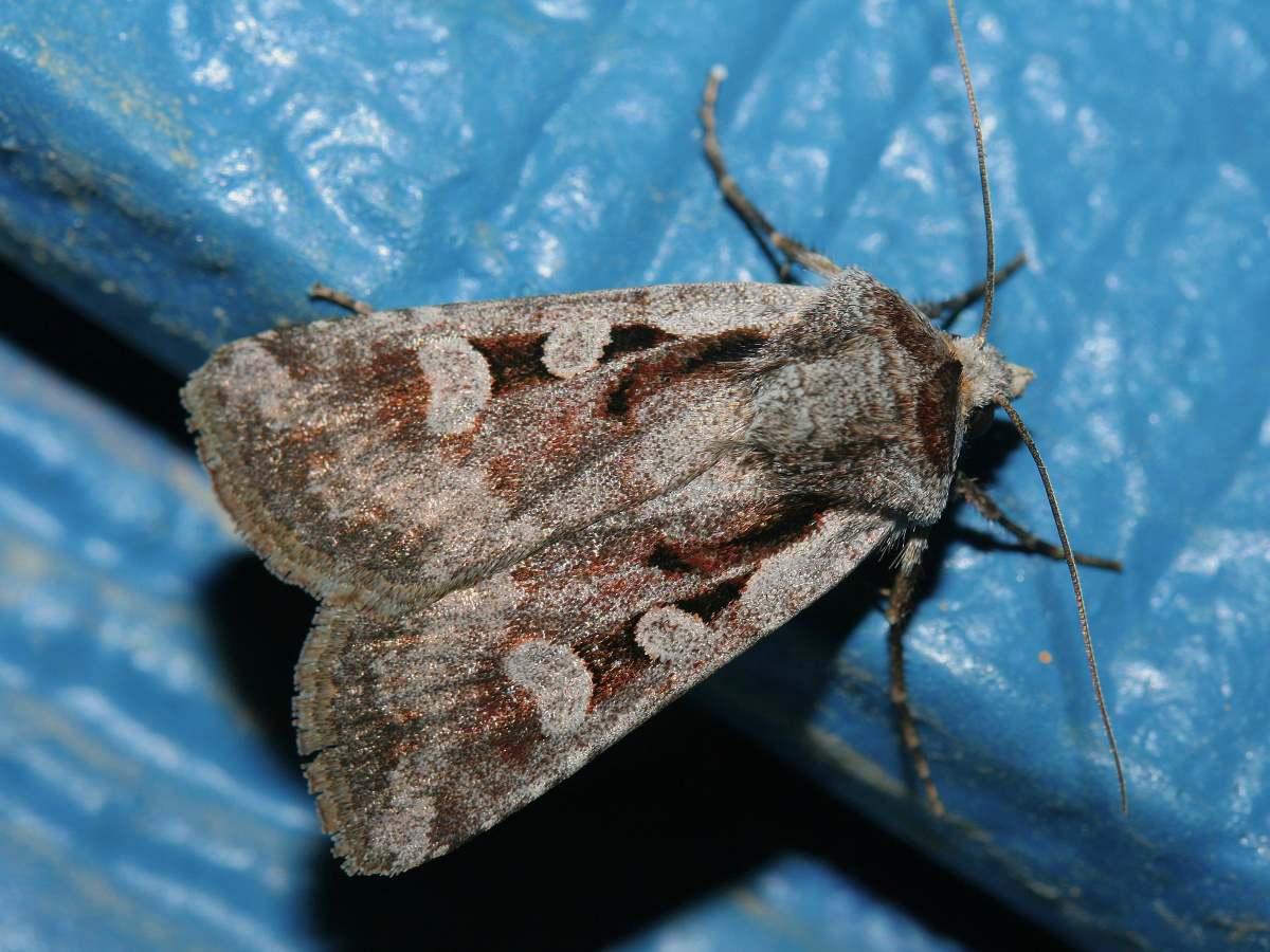 IMG_7842 (Podróże » USA: Na ziemi Czejenów » Zwierzęta » Motyle i ćmy » Noctuidae)