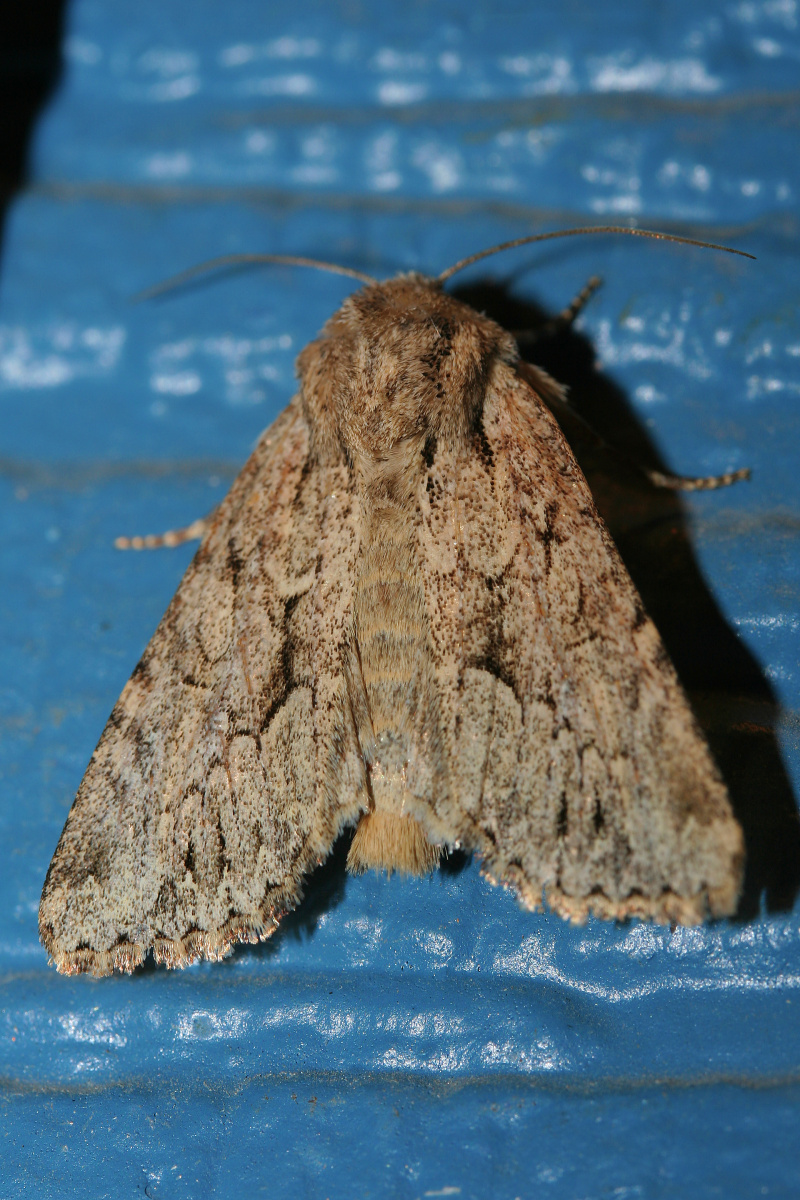 IMG_7853 (Podróże » USA: Na ziemi Czejenów » Zwierzęta » Motyle i ćmy » Noctuidae)