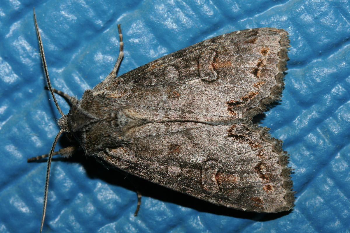 IMG_7900 (Podróże » USA: Na ziemi Czejenów » Zwierzęta » Motyle i ćmy » Noctuidae)