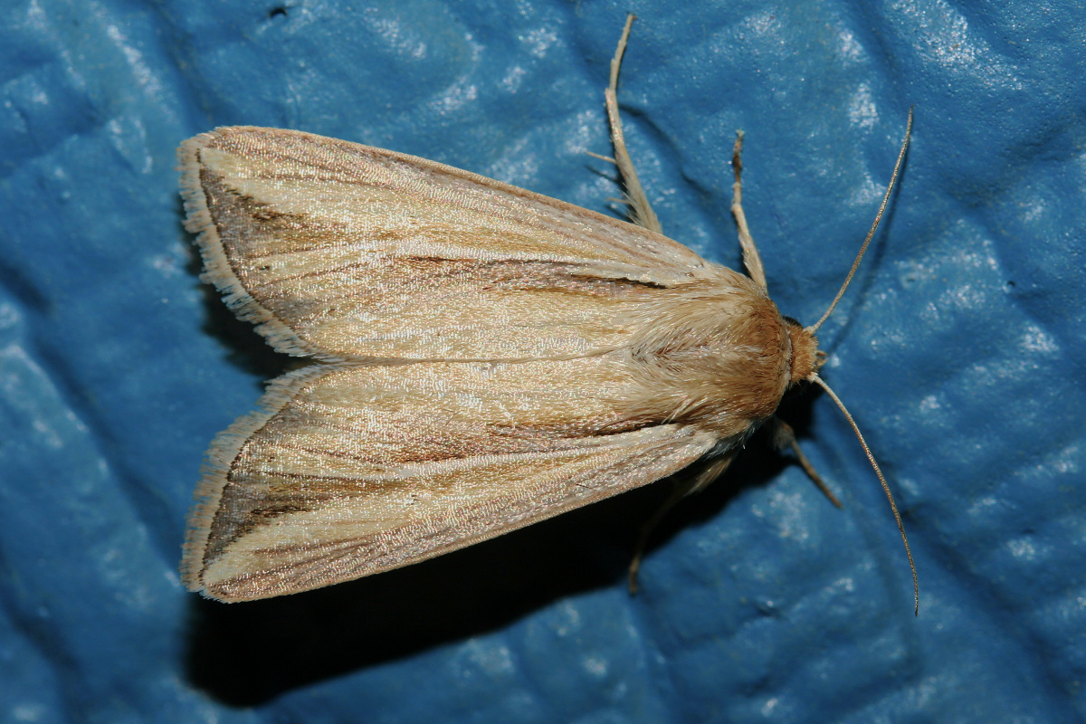 Leucania sp. (Podróże » USA: Na ziemi Czejenów » Zwierzęta » Motyle i ćmy » Noctuidae)