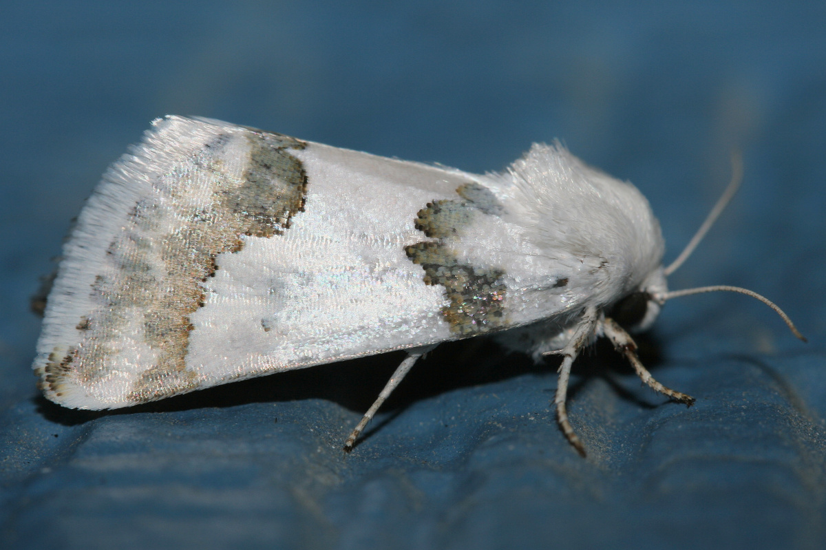 Schinia cumatilis (Travels » US Trip 1: Cheyenne Country » Animals » Butterfies and Moths » Noctuidae)