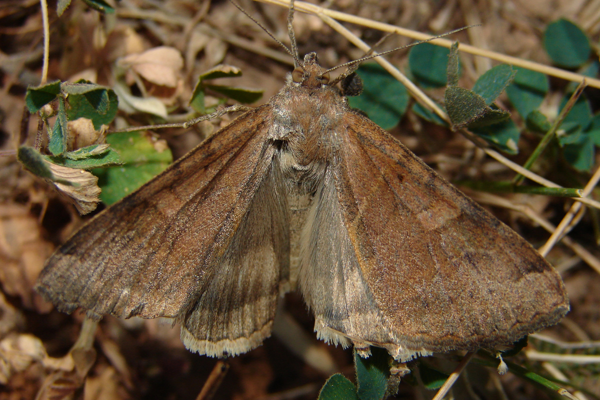 dsc05254 (Travels » US Trip 1: Cheyenne Country » Animals » Butterfies and Moths » Noctuidae)