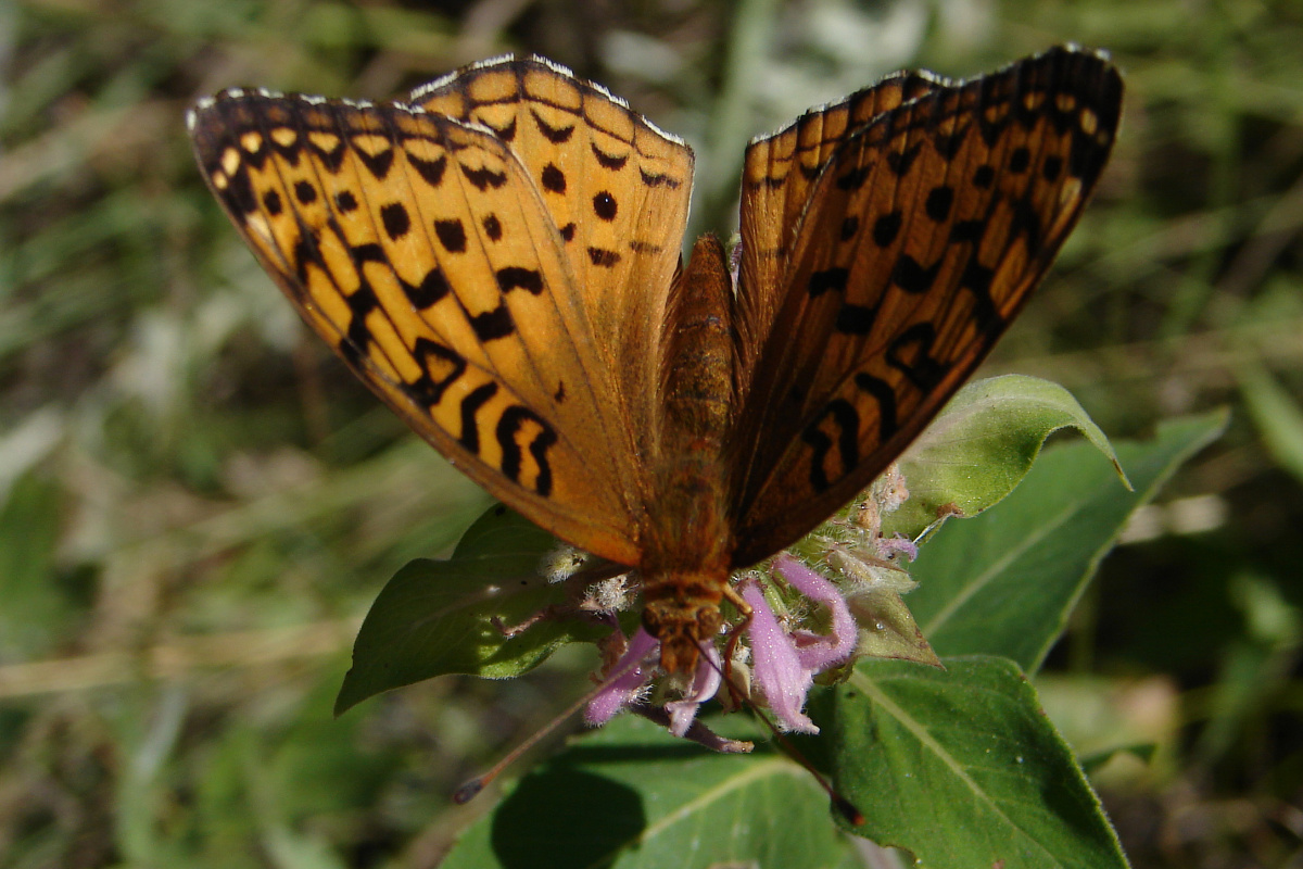 Speyeria aphrodite (Podróże » USA: Na ziemi Czejenów » Zwierzęta » Motyle i ćmy » Nymphalidae)