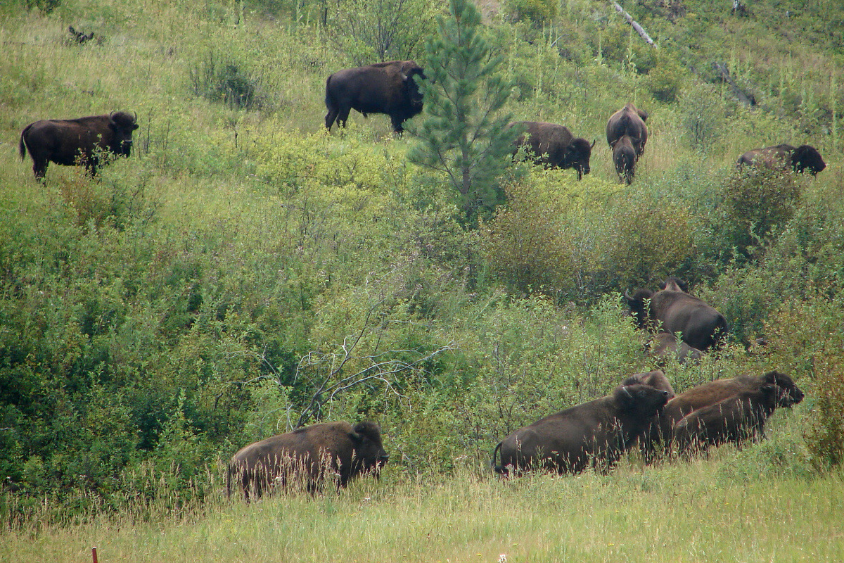 Northern Cheyenne Herd