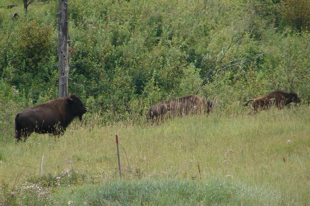 Northern Cheyenne Herd