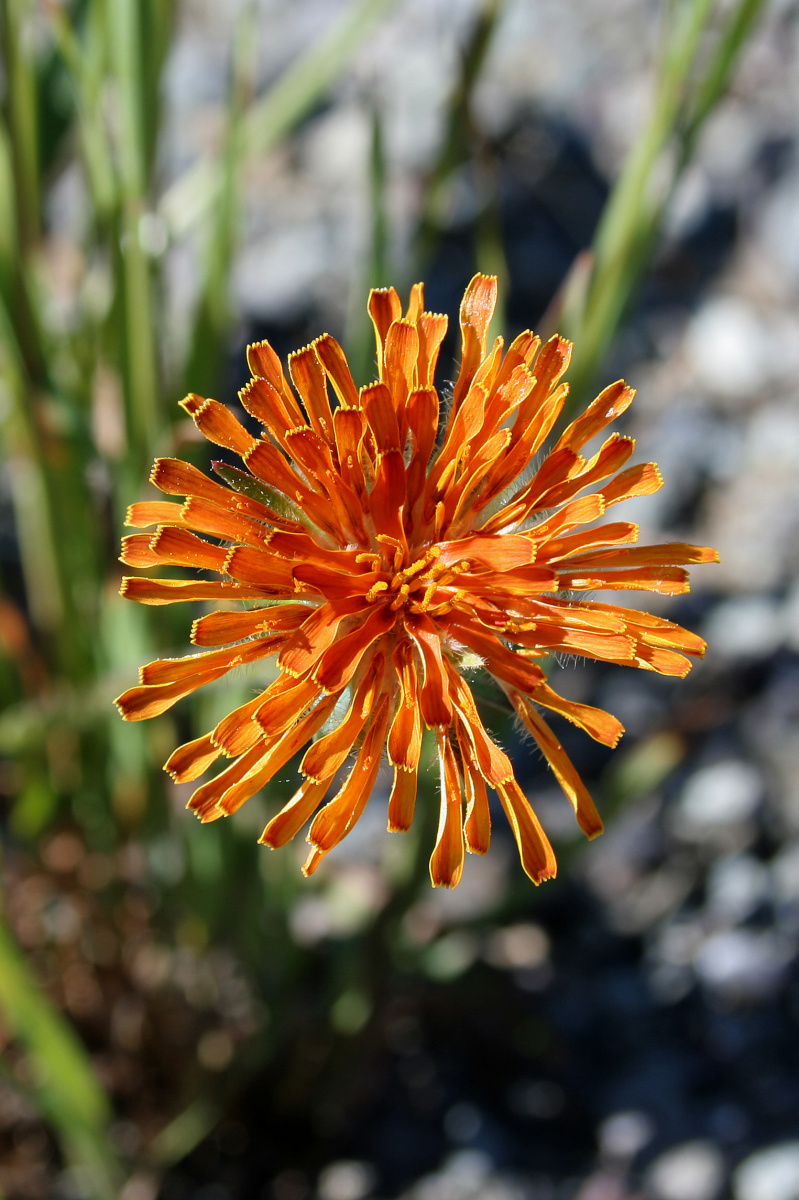 Agoseris aurantiaca (Podróże » USA: Na ziemi Czejenów » Rośliny)