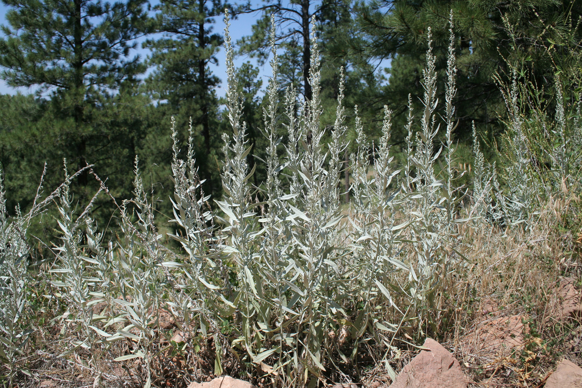 Sage (Podróże » USA: Na ziemi Czejenów » Rośliny)