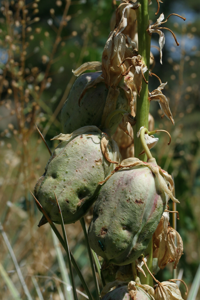 Yucca glauca (Travels » US Trip 1: Cheyenne Country » Plants)