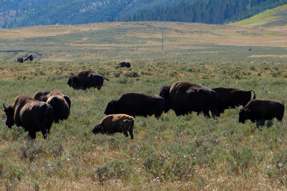 First Herd (Travels » US Trip 1: Cheyenne Country » The Journey » Yellowstone National Park » Buffalos)