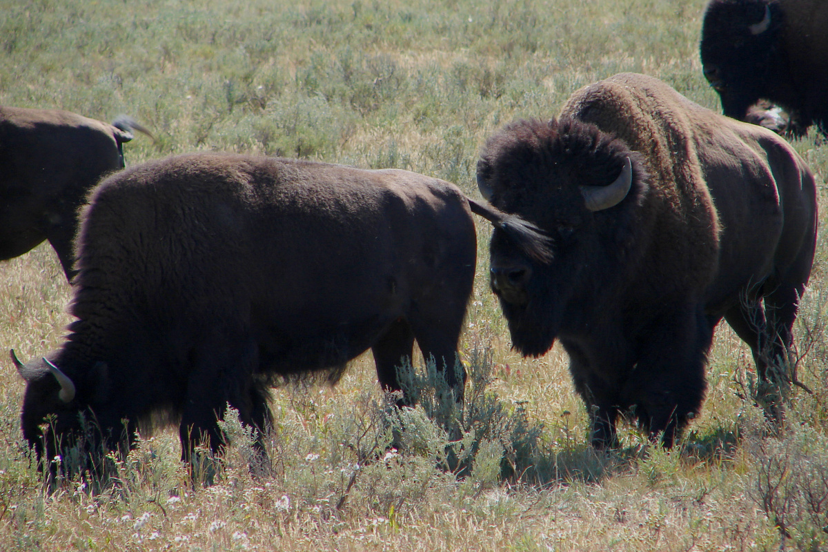 Pierwsze stado (Podróże » USA: Na ziemi Czejenów » Wielka Podróż » Park Narodowy Yellowstone » Bizony)