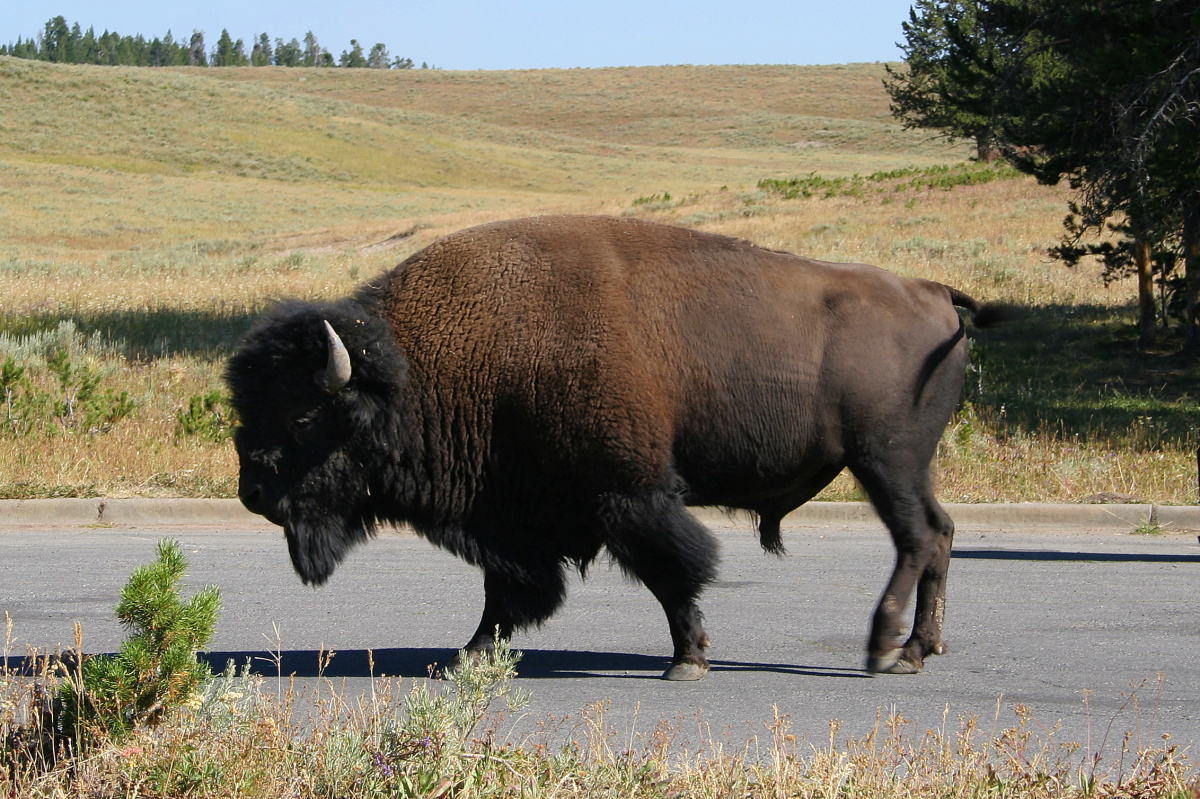 Drugie stado (Podróże » USA: Na ziemi Czejenów » Wielka Podróż » Park Narodowy Yellowstone » Bizony)