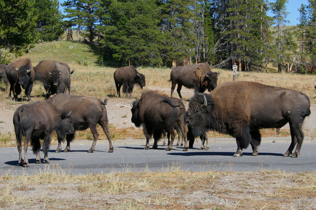 Drugie stado (Podróże » USA: Na ziemi Czejenów » Wielka Podróż » Park Narodowy Yellowstone » Bizony)