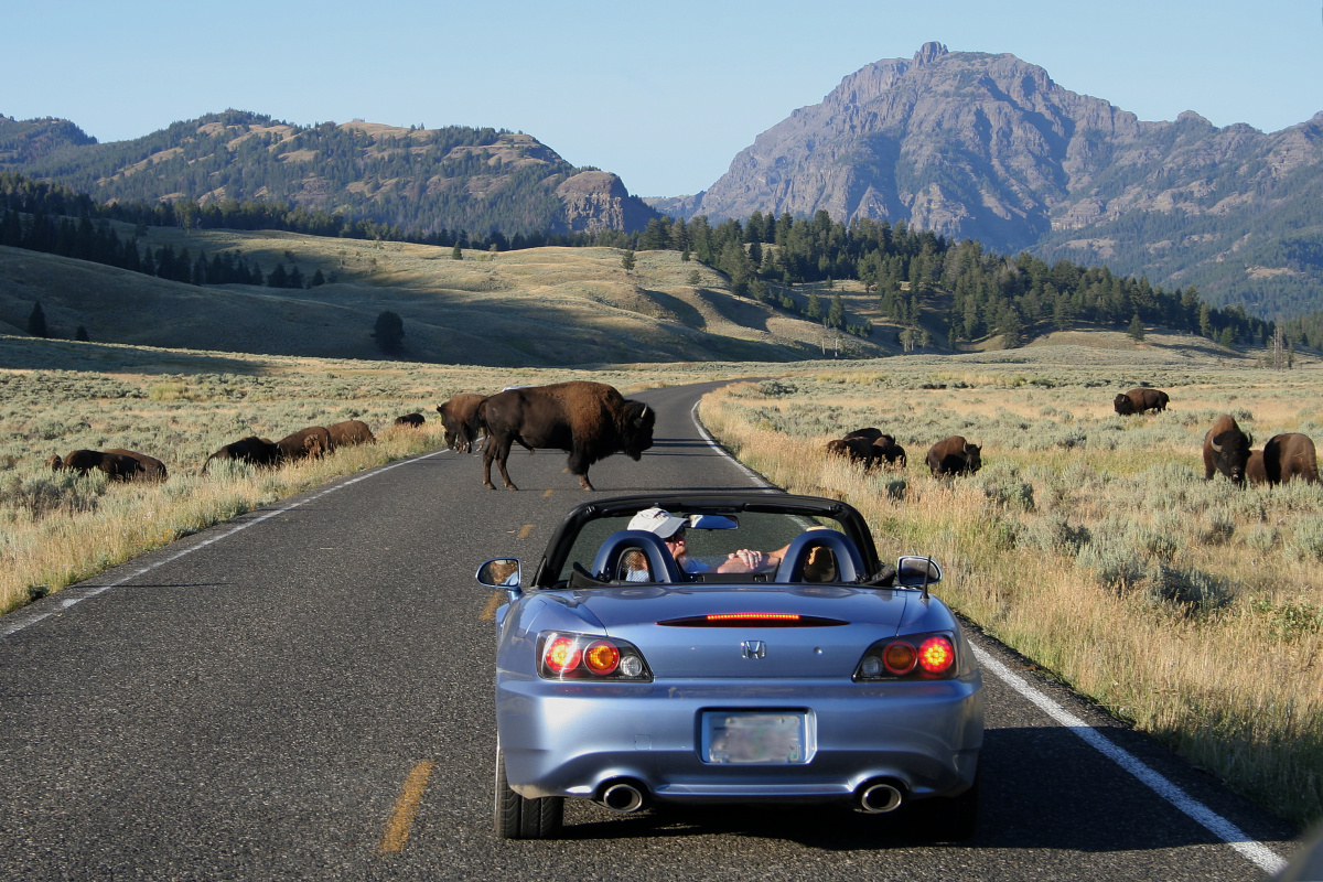 Trzecie stado (Podróże » USA: Na ziemi Czejenów » Wielka Podróż » Park Narodowy Yellowstone » Bizony)