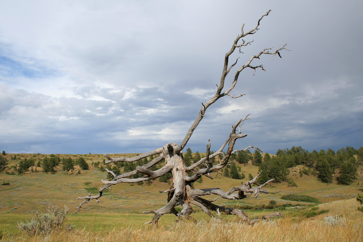 Fallen Tree (Travels » US Trip 1: Cheyenne Country » The Rez » Rosebud Battlefield)