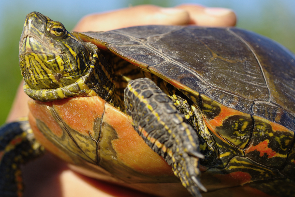 Chrysemys picta (Painted Turtle)