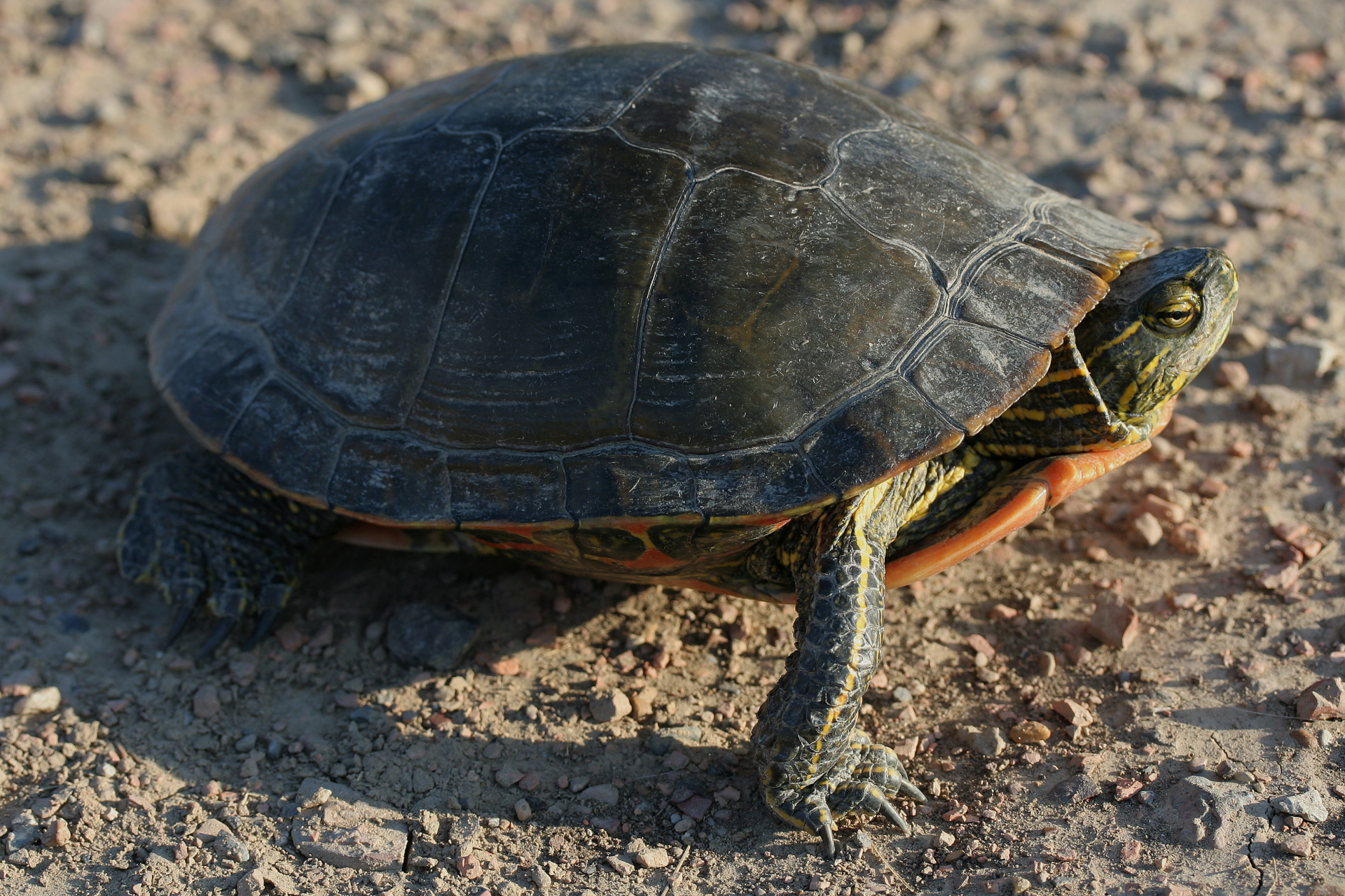 Chrysemys picta (Painted Turtle) (Podróże » USA: Na ziemi Czejenów » Zwierzęta)