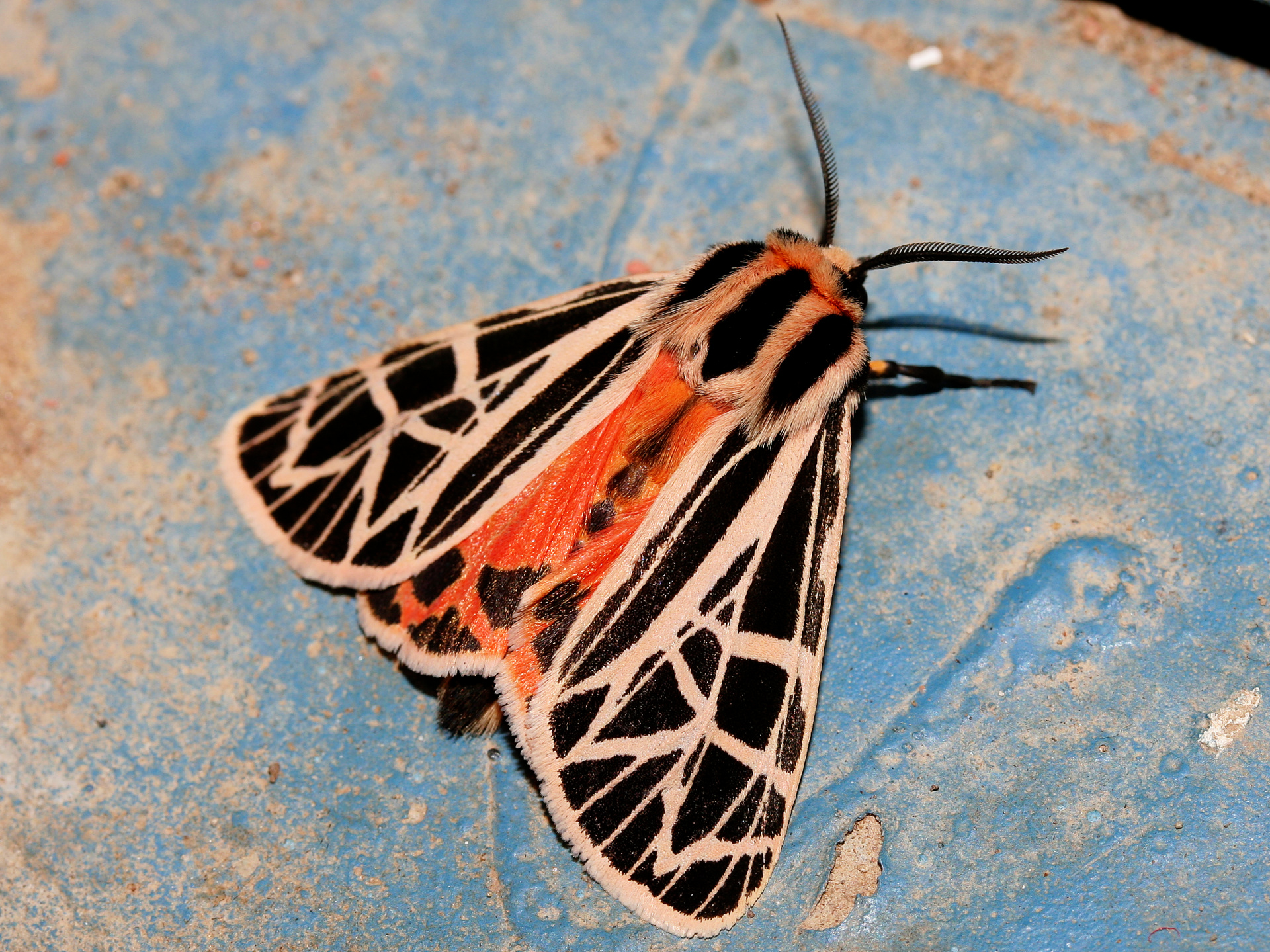 Grammia parthenice (Podróże » USA: Na ziemi Czejenów » Zwierzęta » Motyle i ćmy » Arctiidae)