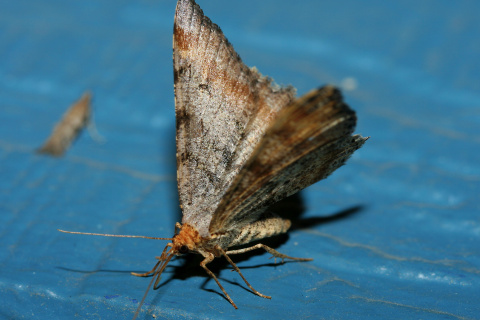 Macaria adonis