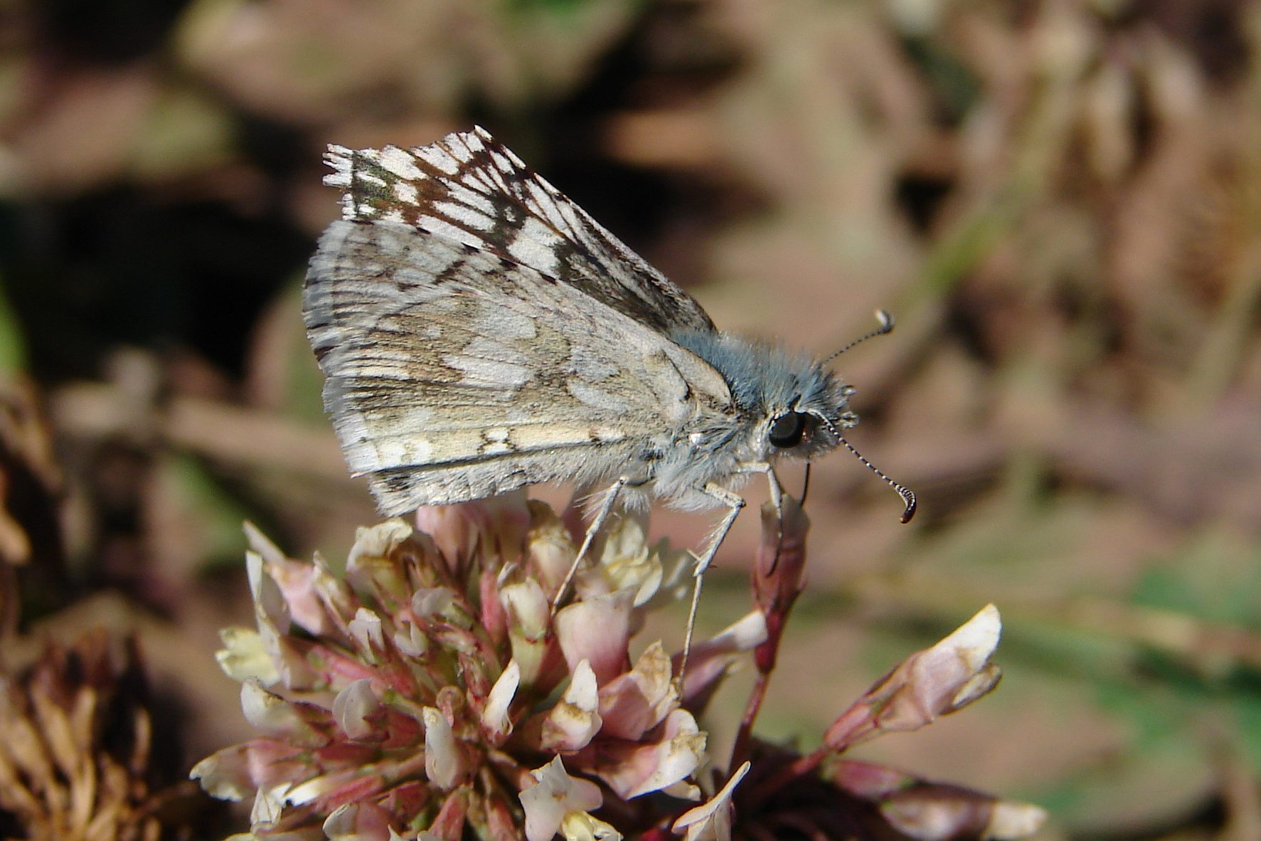 Pyrgus communis (Travels » US Trip 1: Cheyenne Country » Animals » Butterfies and Moths » Hesperidae)