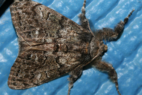 Dasychira plagiata