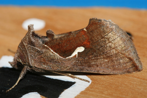 Anagrapha falcifera