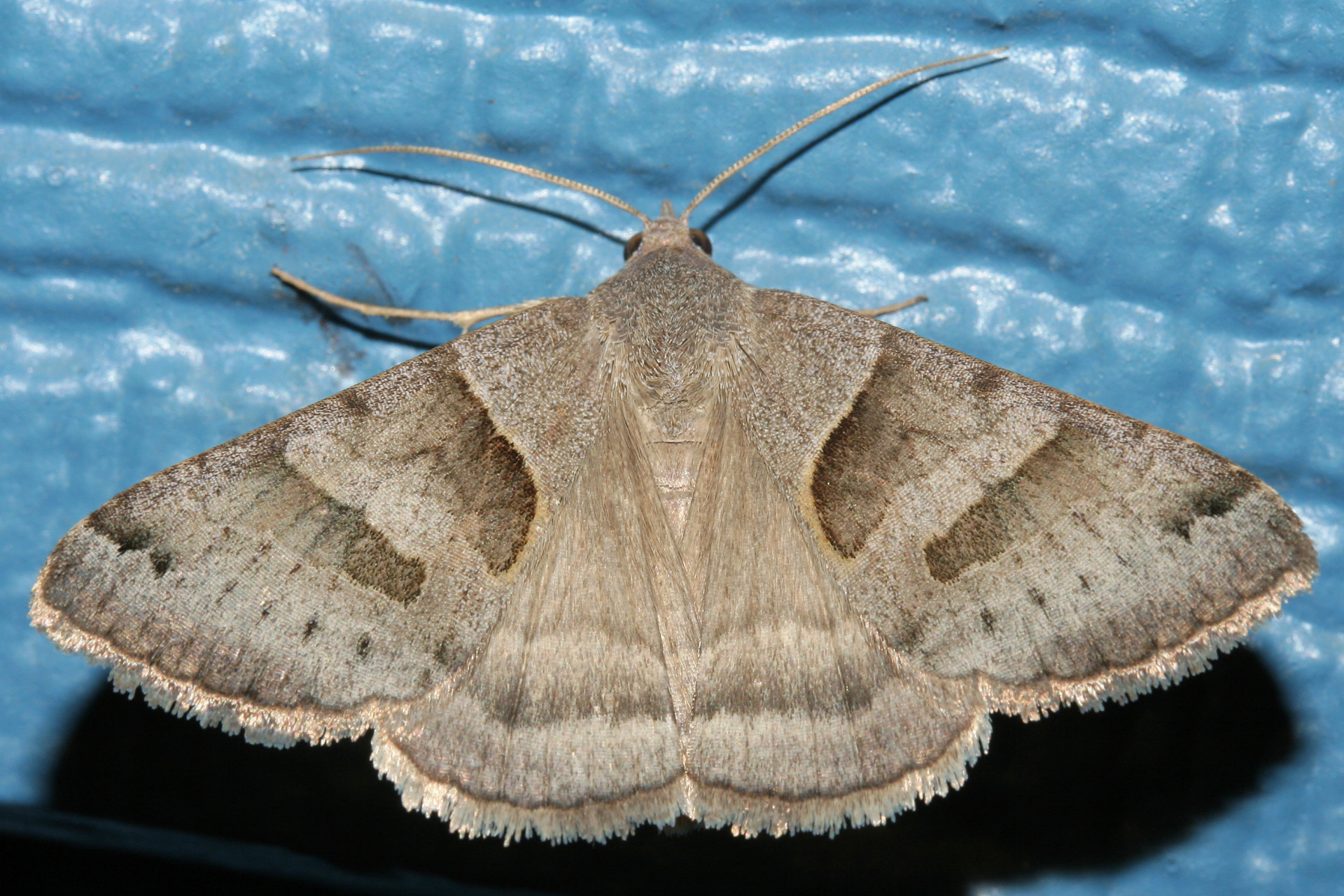 Caenurgina erechtea (Travels » US Trip 1: Cheyenne Country » Animals » Butterfies and Moths » Noctuidae)