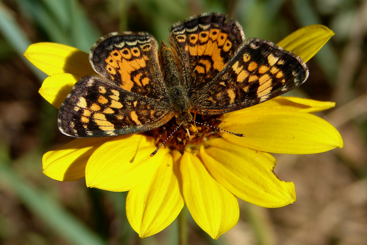 Phyciodes pulchella