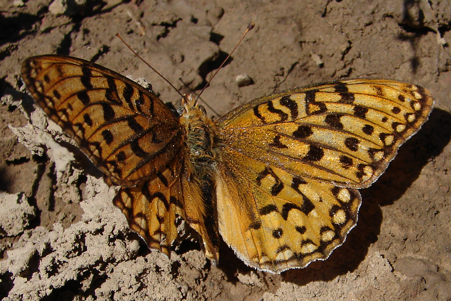 Speyeria coronis (Travels » US Trip 1: Cheyenne Country » Animals » Butterfies and Moths » Nymphalidae)