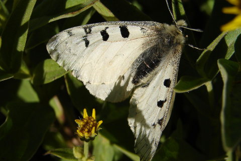 Parnassius smintheus