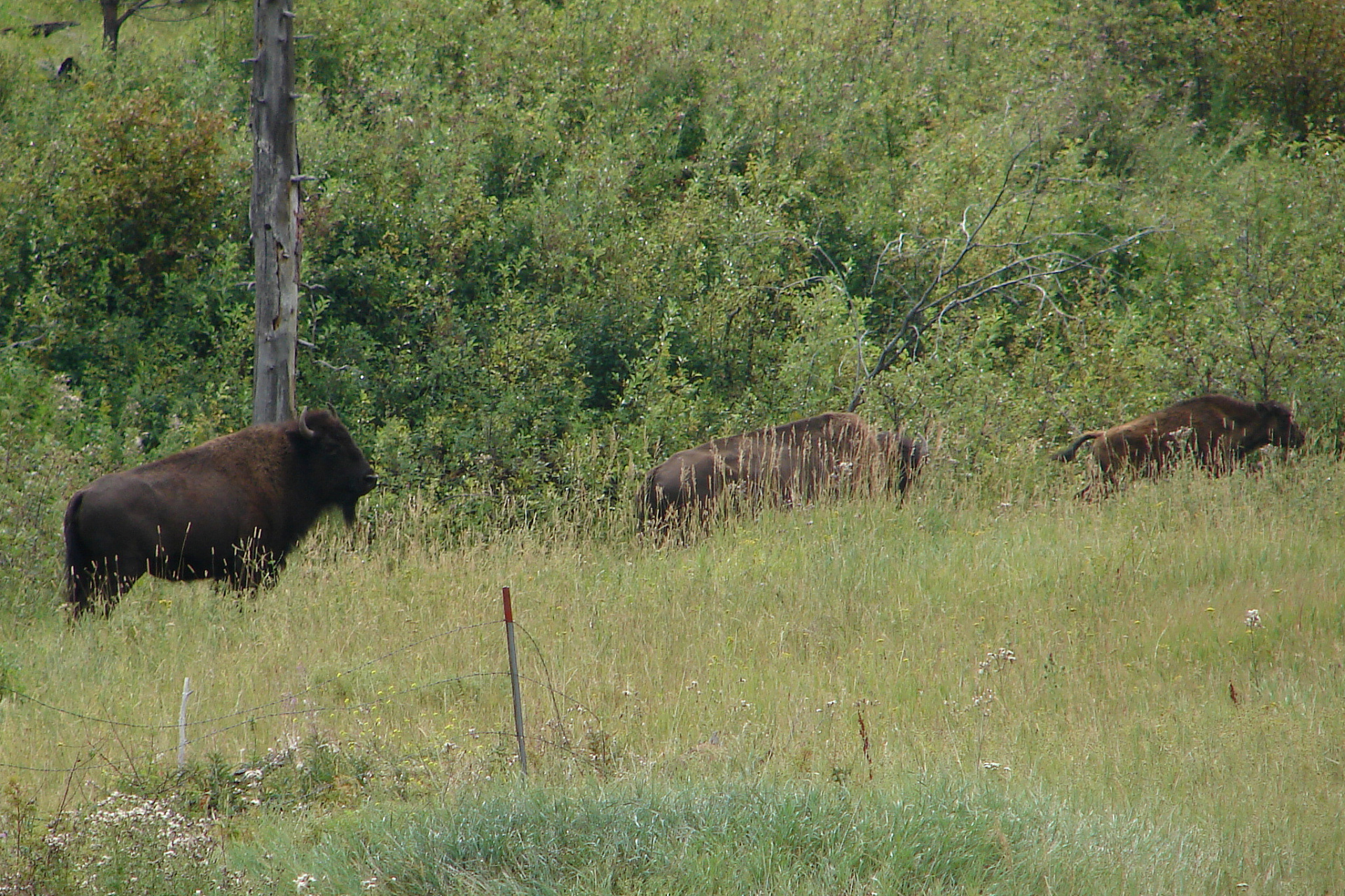 Northern Cheyenne Herd (Travels » US Trip 1: Cheyenne Country » Animals » Buffalos)