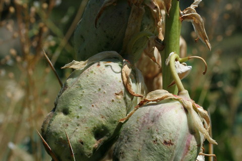 Yucca glauca