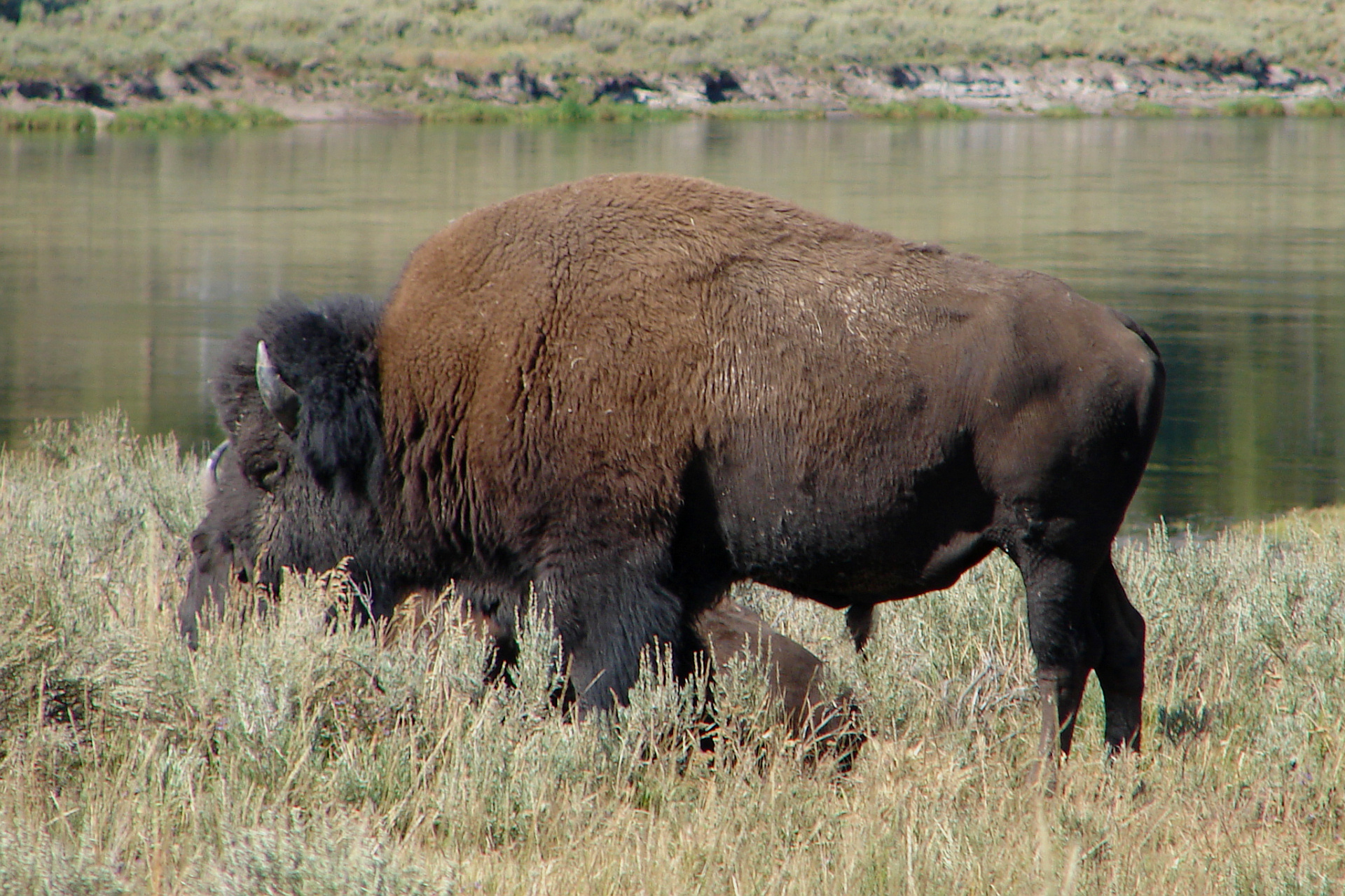 First Herd (Travels » US Trip 1: Cheyenne Country » The Journey » Yellowstone National Park » Buffalos)