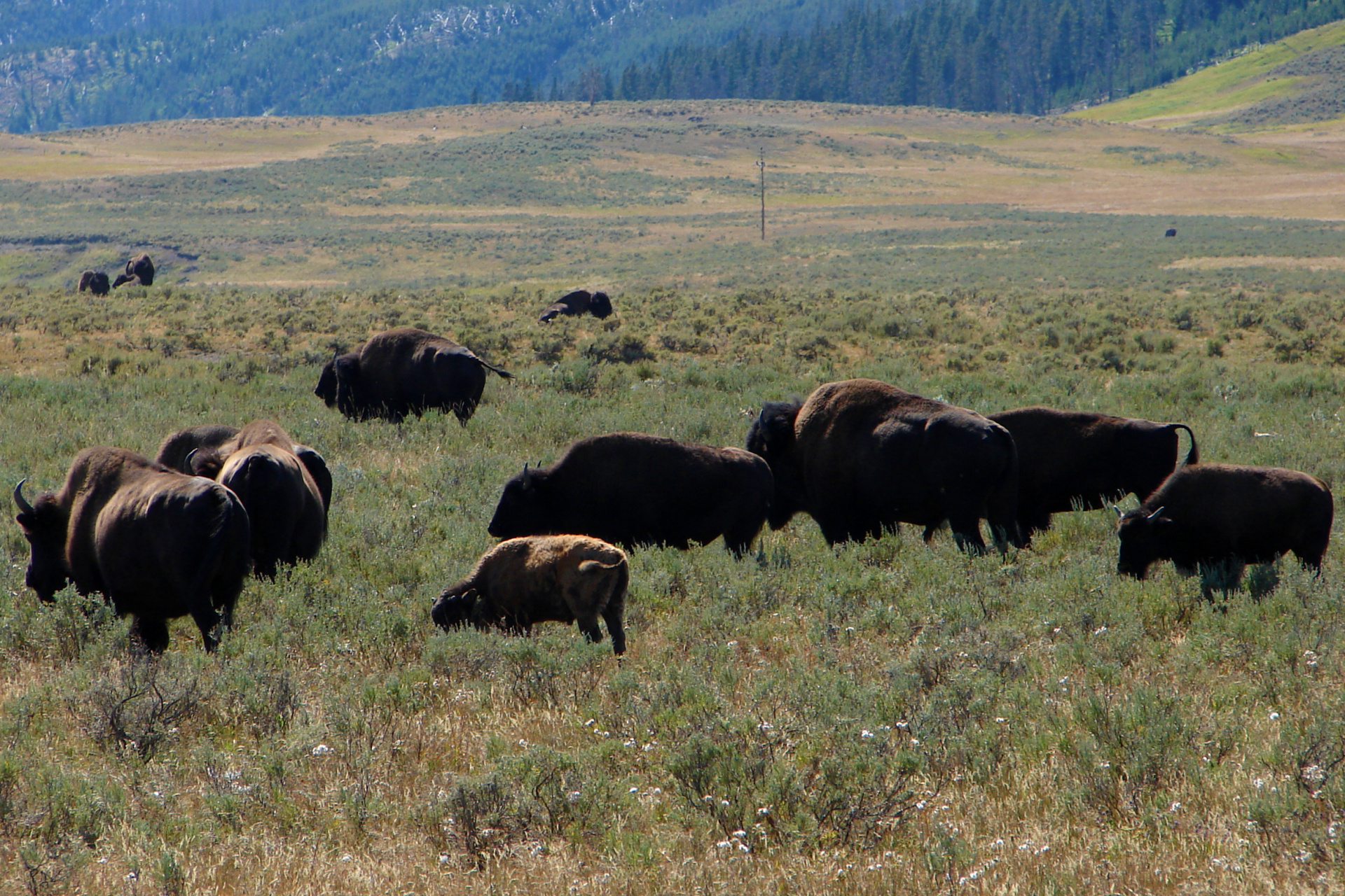 Pierwsze stado (Podróże » USA: Na ziemi Czejenów » Wielka Podróż » Park Narodowy Yellowstone » Bizony)