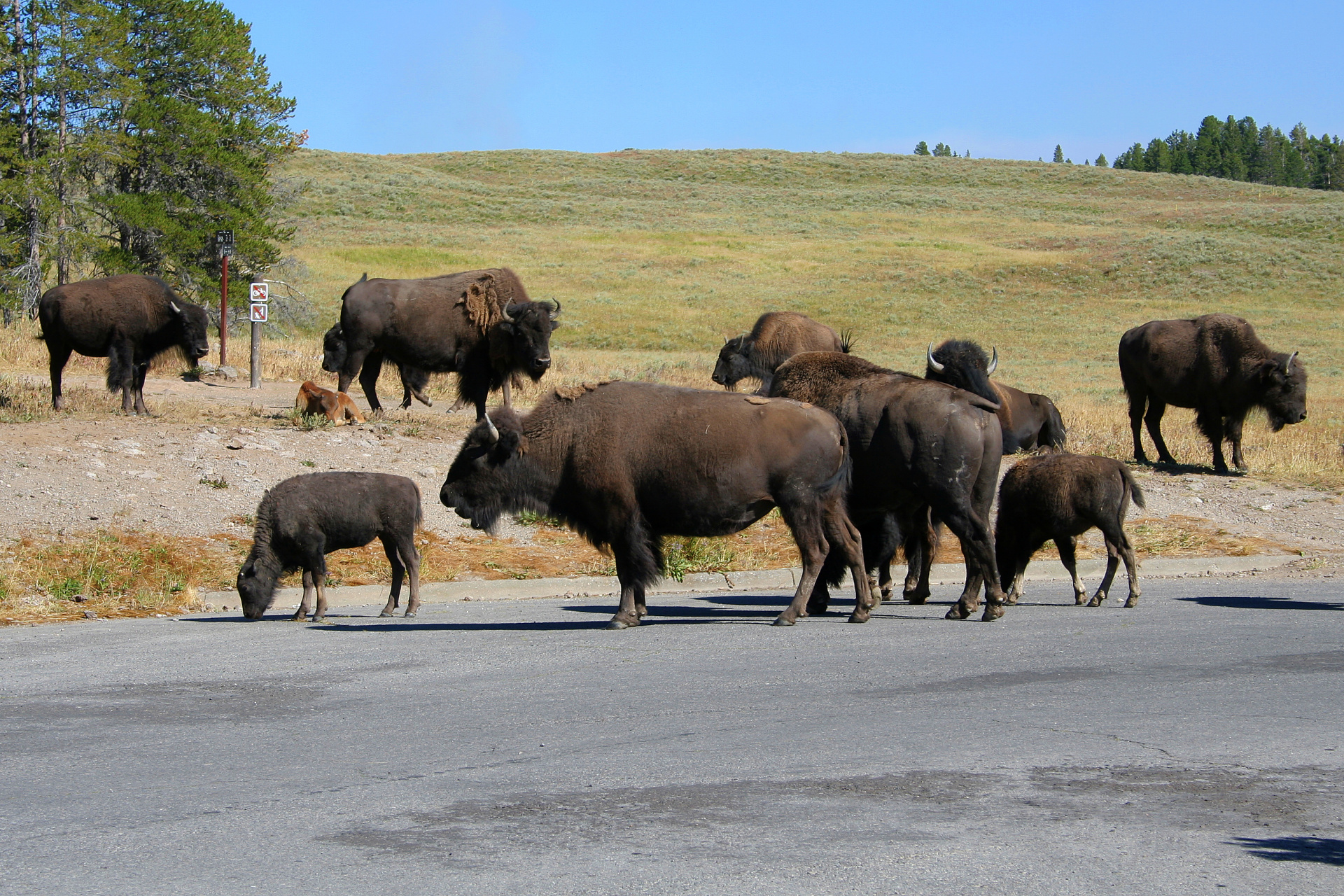 Drugie stado (Podróże » USA: Na ziemi Czejenów » Wielka Podróż » Park Narodowy Yellowstone » Bizony)