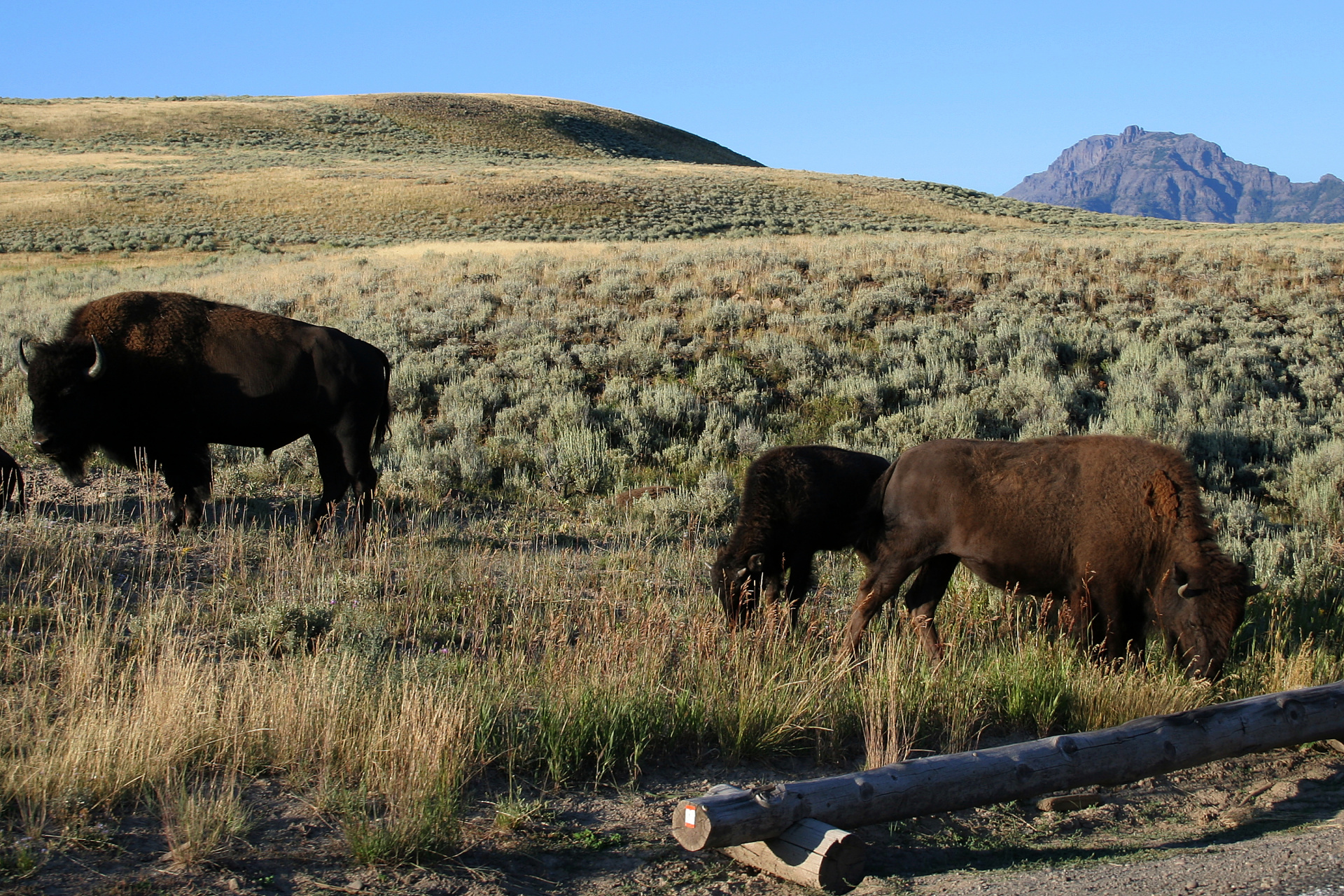 Third Herd (Travels » US Trip 1: Cheyenne Country » The Journey » Yellowstone National Park » Buffalos)