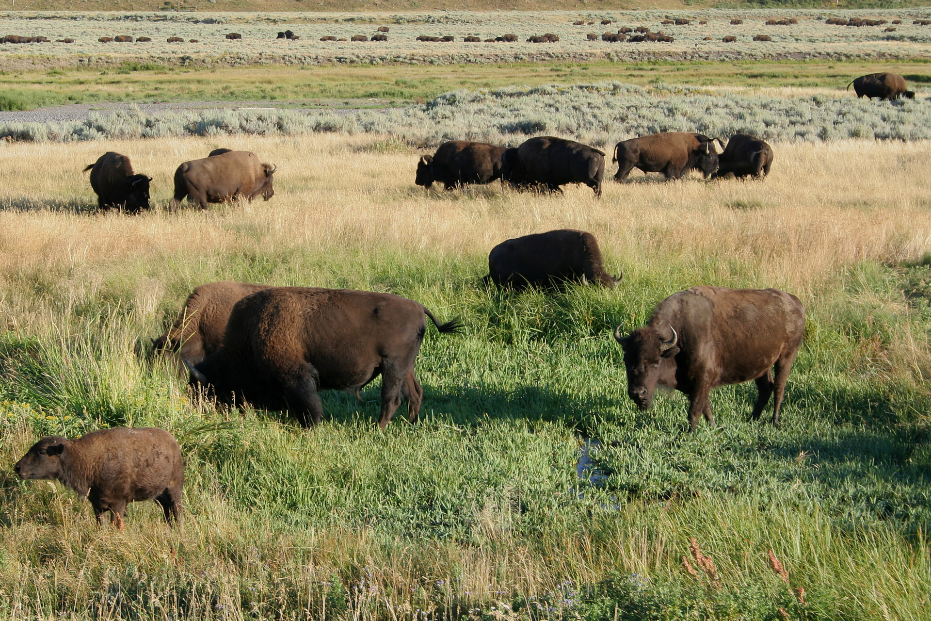Trzecie stado (Podróże » USA: Na ziemi Czejenów » Wielka Podróż » Park Narodowy Yellowstone » Bizony)